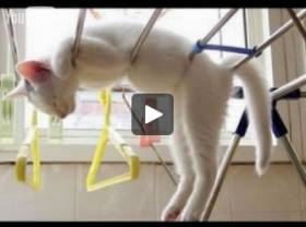 Самые лучшие прикольные видео ролики с кошками за 2014 год