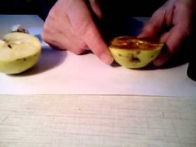 Определить спелость яблока с помощью йода