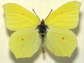 Дневная бабочка лимонница (крушинница) в HD качестве