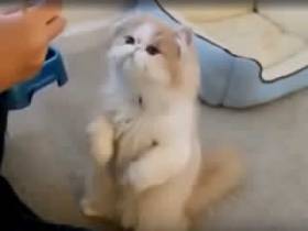 Уморительный кот ест с помощью палочек