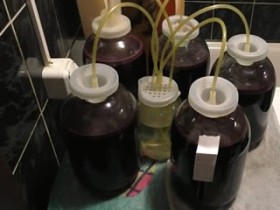 Мой опыт приготовления виноградного вина из сорта Изабелла