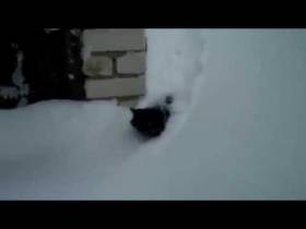 Ржачное видео с котом, который пробирается по снегу