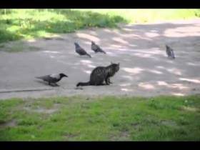 Очередная подборка прикольных видео с участием вороны и кошки