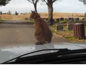 Кот гуляет по движущемуся грузовичку